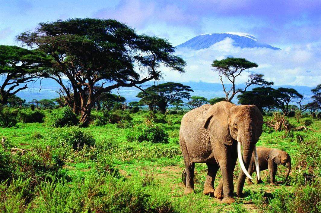 1 Day Safari Selous / Nyerere - Shared Safari SL-A