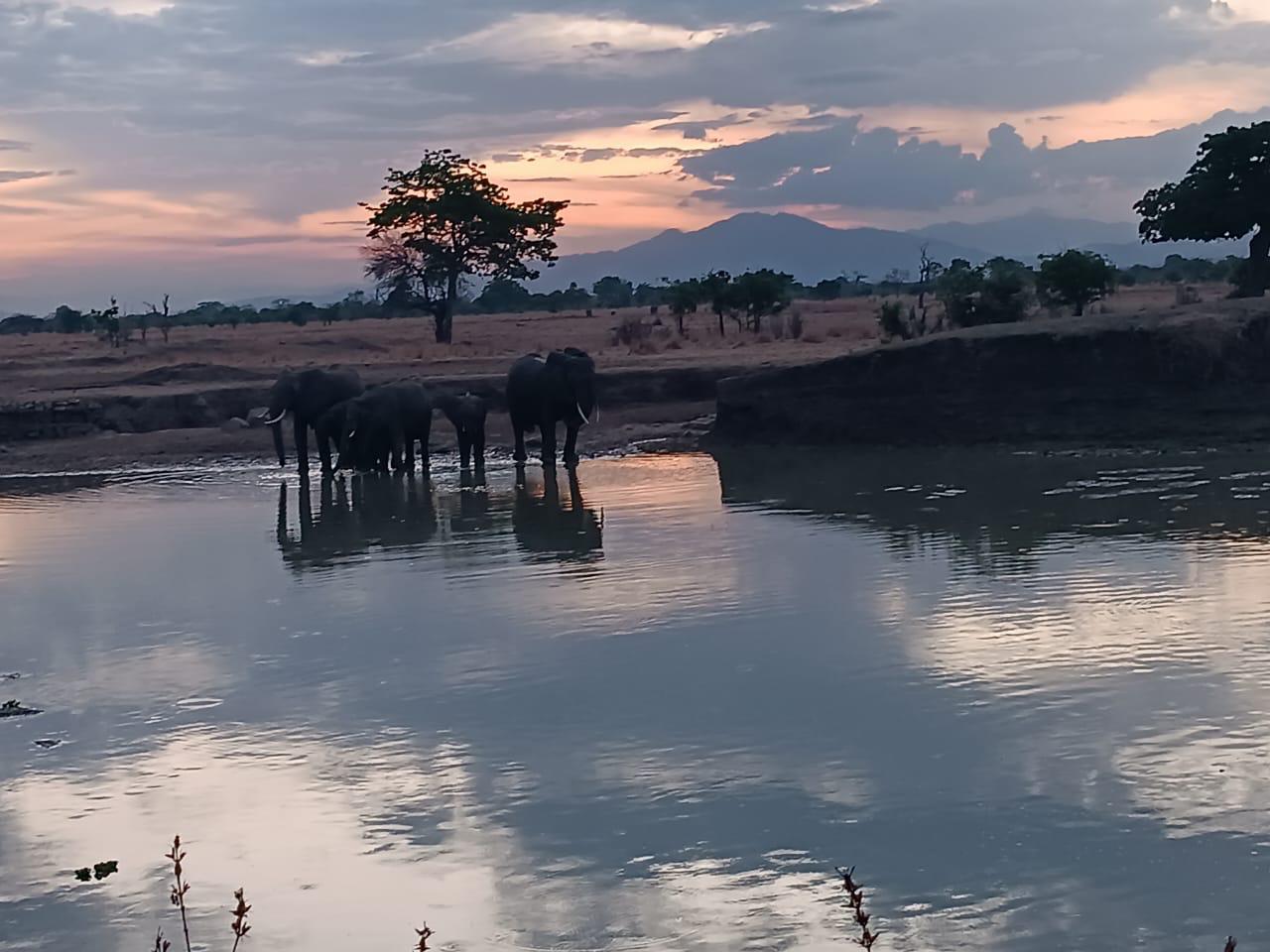 2 Days 1 Night Selous - 1 Full-Day Game Drive SL-B